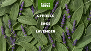 Alpine Sage - Clean Outdoor Bar